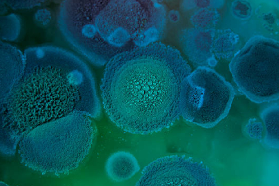 超高壓微射流技術(shù)：優(yōu)化微生物細胞破碎效率的策略