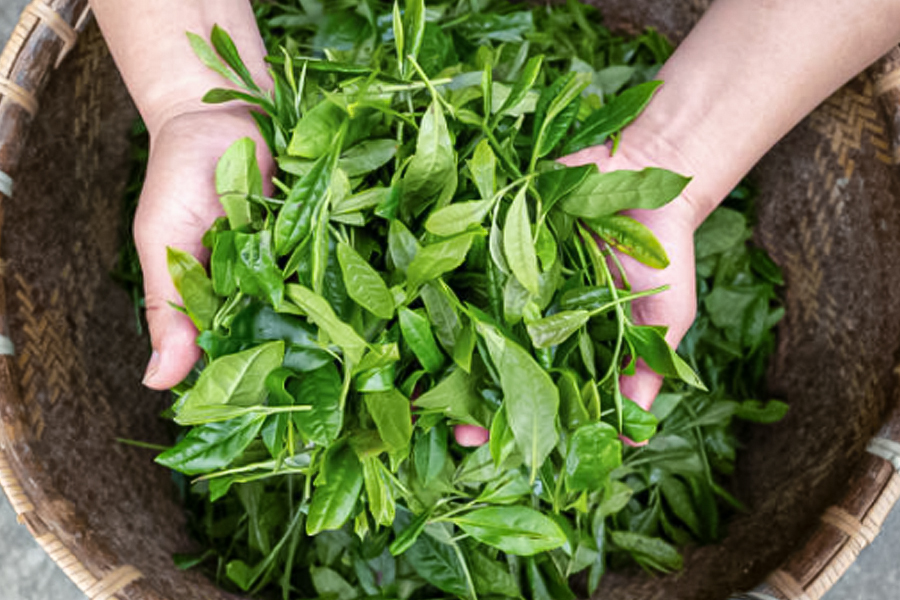 突破傳統(tǒng)工藝瓶頸：HPP 技術重構鴨屎香冷萃茶品質新標桿