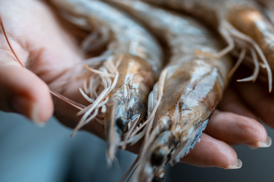 從手工剝蝦潰爛到日加工10噸：HPP技術推動水產(chǎn)加工進入高鮮無防腐劑新時代