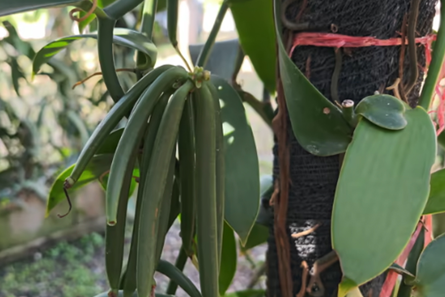 破局蘭花油加工難題！HiLock微射流技術(shù)提質(zhì)?；?>
						</a>
					</div>
					<span id=