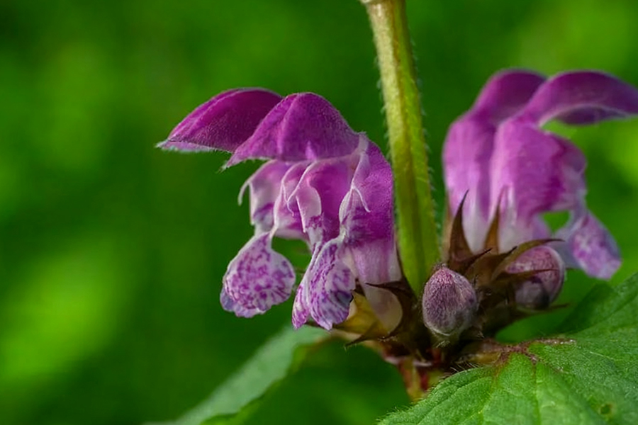 打紫杉醇不用吃抗過敏藥？微射流技術(shù)助其告別風(fēng)險輔料