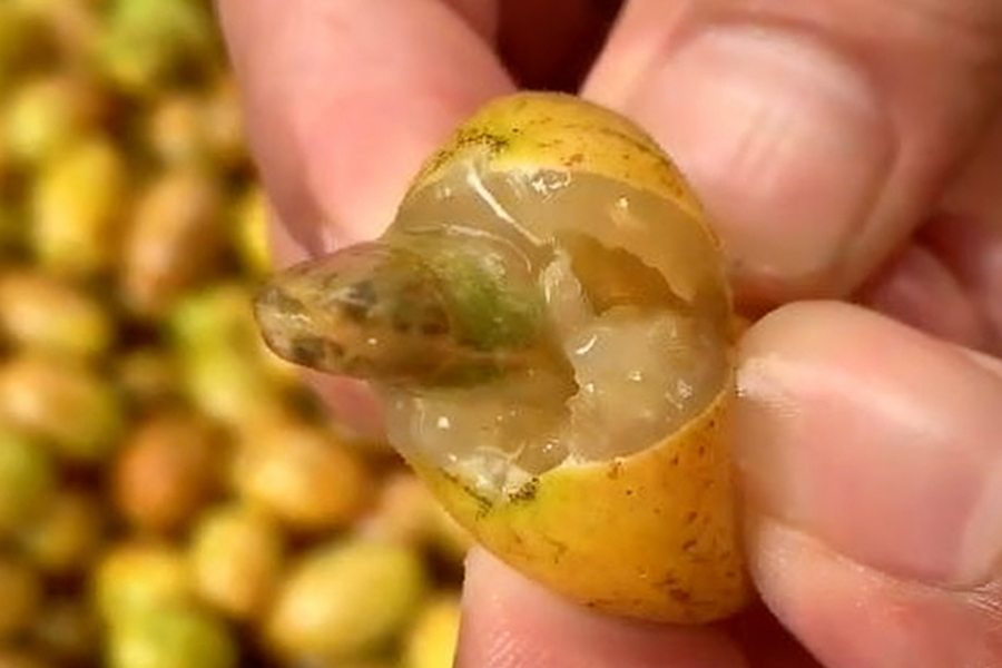 HPP 超高壓滅菌設(shè)備：讓黃皮汁告別 “夏日限定”